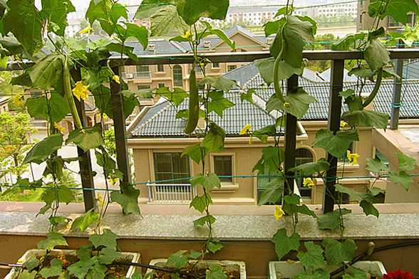 阳台丝瓜的种植方法 阳台丝瓜的种植方法
