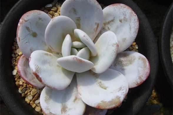 多肉植物雪莲怎么采收种子 多肉植物雪莲怎么采收种子