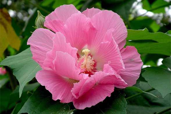 芙蓉花图片欣赏 芙蓉花图片欣赏