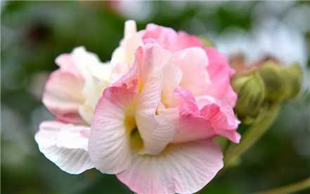 木芙蓉花开花图片欣赏 木芙蓉花开花图片欣赏