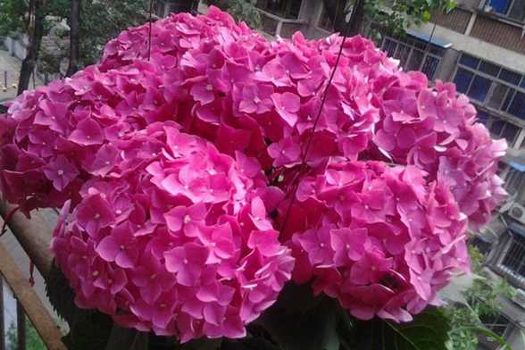 绣球花怎么调色 绣球花怎么调色