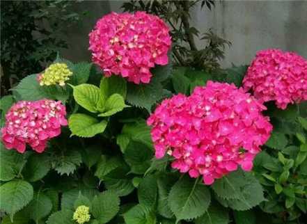 绣球花