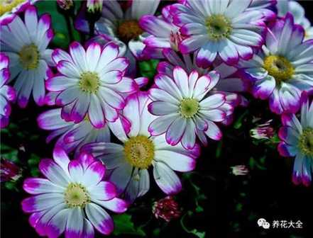 瓜叶菊 瓜叶菊