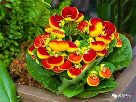 蒲包花 蒲包花