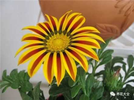 勋章菊 勋章菊