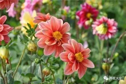 小丽花 小丽花