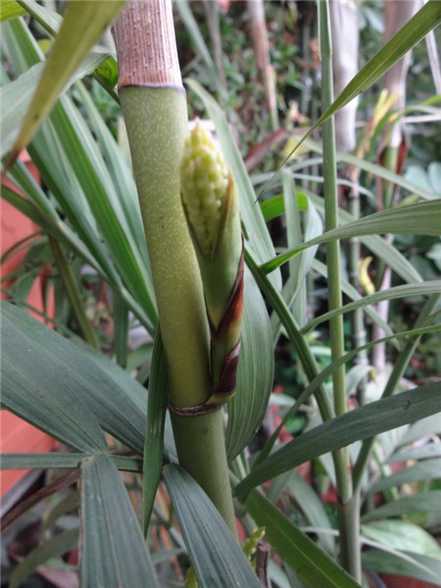 散尾葵会开花吗