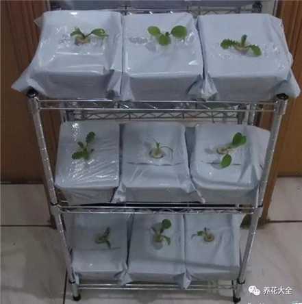 饭盒4