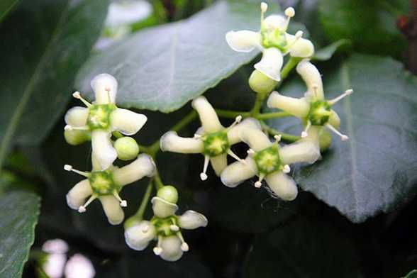 冬青开花吗