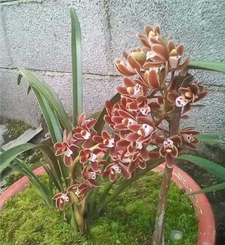 兰花配土的原则