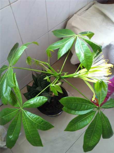发财树开花的图片 发财树开花的图片
