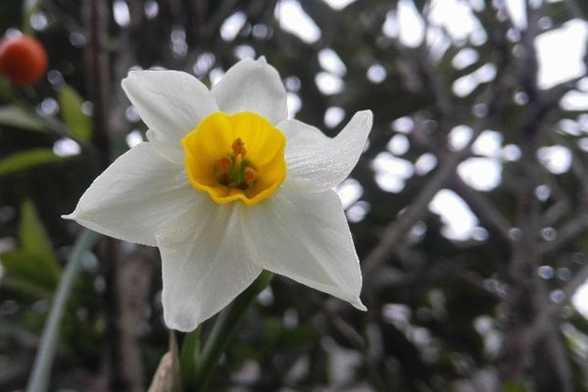 水仙花三大培植方法 水仙花三大培植方法