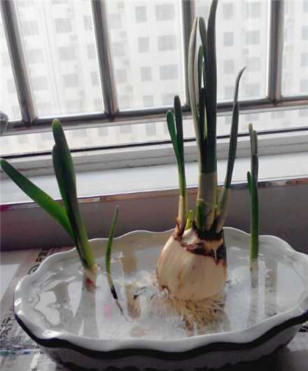 水仙花水培法养殖