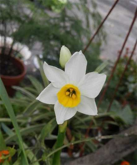 水仙花的沙培法养护