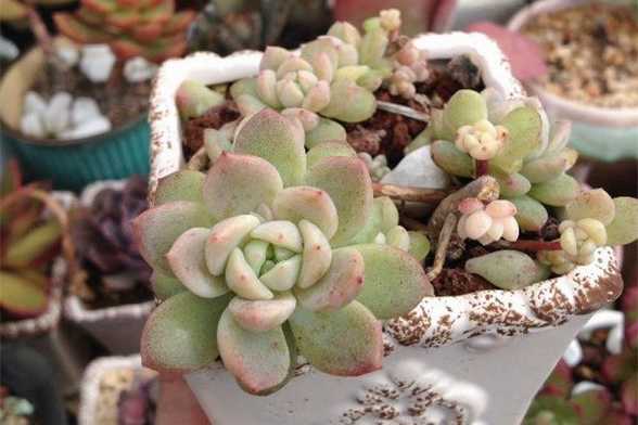 多肉植物幼苗养护问题 多肉植物幼苗养护问题