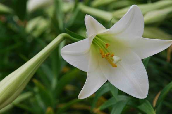 百合花为什么要摘掉花蕊 百合花为什么要摘掉花蕊
