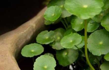 破铜钱草