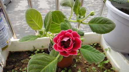 大岩桐的花期养护