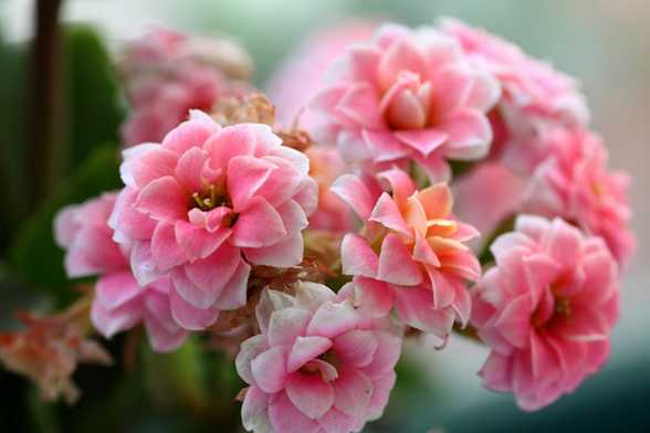 长寿花什么时候开花 长寿花什么时候开花