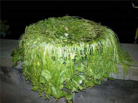 干死的铜钱草