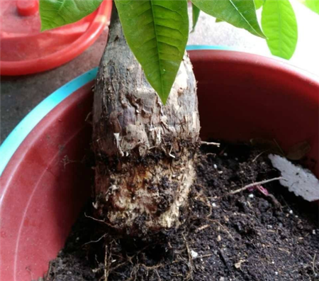 发财树烂根