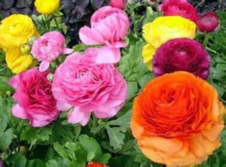 花毛莨开花养护 花毛莨开花养护