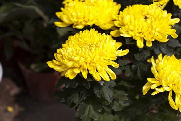 菊花可以四季都开花吗 菊花可以四季都开花吗