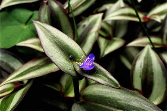 吊竹梅开花吗 吊竹梅开花吗