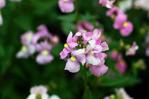 龙面花播种繁殖方法 龙面花播种繁殖方法