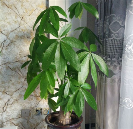 发财树