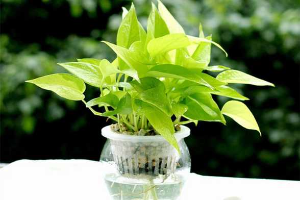 绿萝本身就是生长于热带雨林地区的植物,拥有发达的气根.