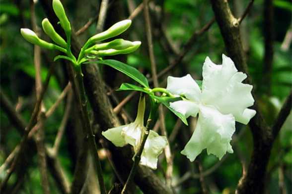 狗牙花什么时候开花 狗牙花什么时候开花