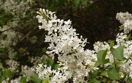 丁香花品种