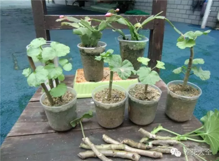 天竺葵基质