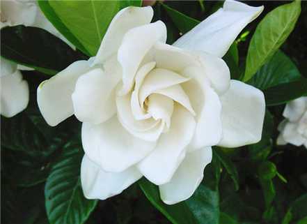 栀子花 栀子花