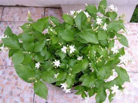 茉莉花 茉莉花