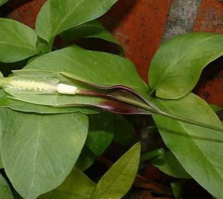 半夏块茎繁殖
