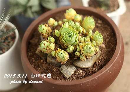 山地玫瑰 山地玫瑰