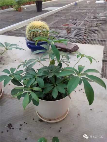 鹅掌柴 鹅掌柴