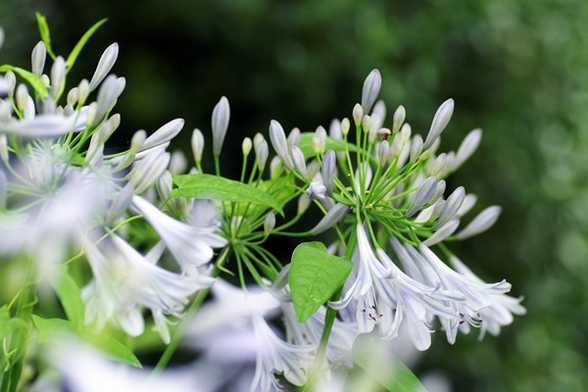 百子莲的花期 百子莲的花期