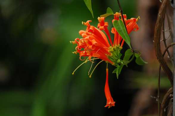 炮仗花可以家养吗 炮仗花可以家养吗