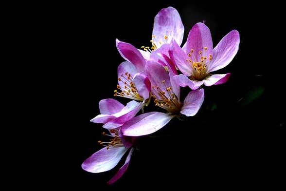 垂枝海棠什么时候开花 垂枝海棠什么时候开花