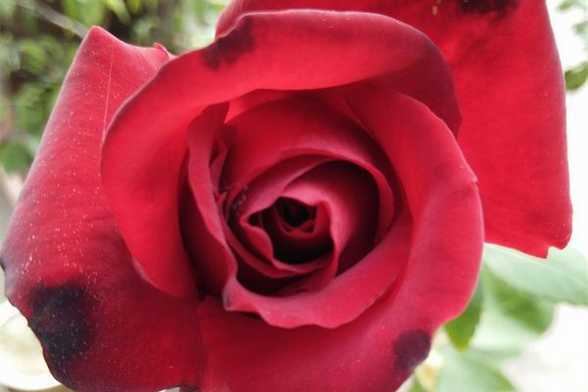 月季花怎么换盆修根 月季花怎么换盆修根