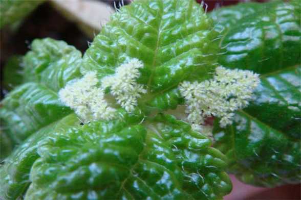 草莓吊兰的养殖方法 草莓吊兰的养殖方法