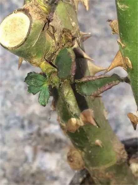 月季剪口涂多菌灵