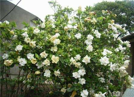 栀子开花 栀子开花