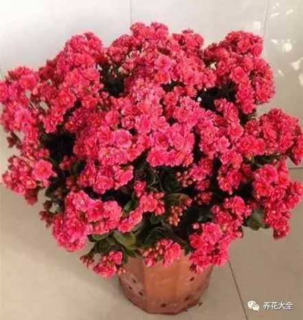 长寿开花