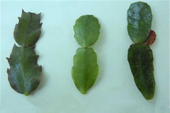 蟹爪兰和仙人指的区别 蟹爪兰和仙人指的区别