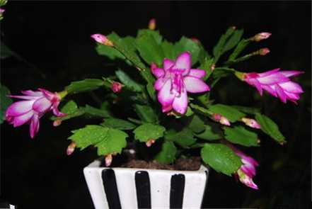 蟹爪兰植株 蟹爪兰植株