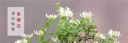 金银花 金银花